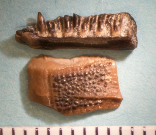 Oreosaurus gracilis Marsh, 1872