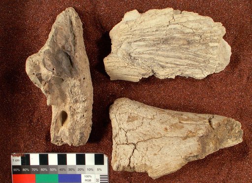 Triceratops galeus Marsh, 1889