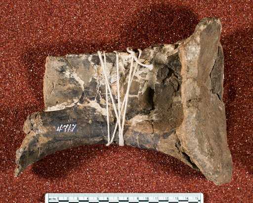 Diplodocus ? sp