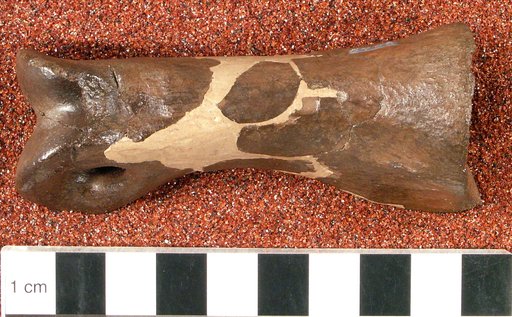 Ornithomimus affinis Gilmore, 1920