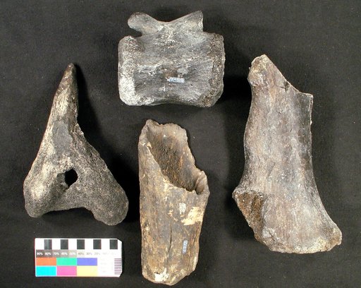 Hypsibema crassicauda Cope, 1869