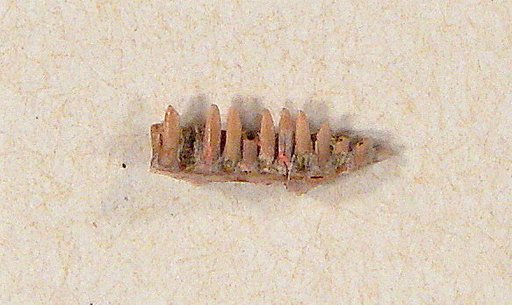 Harpagosaurus parvus Gilmore, 1928