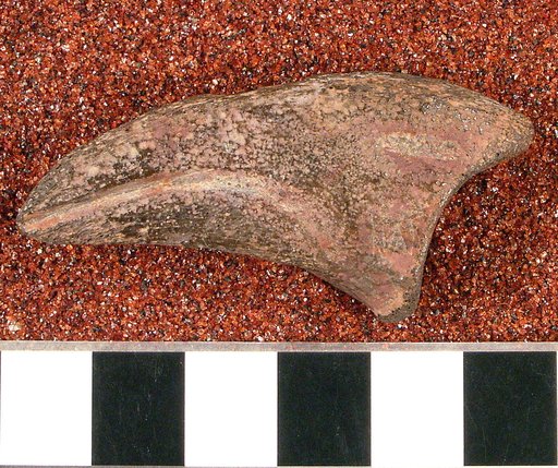Ornithomimus affinis Gilmore, 1920