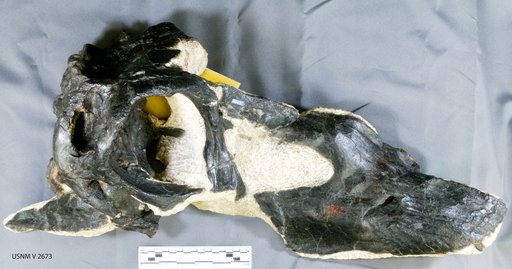 Diplodocus longus Marsh, 1878