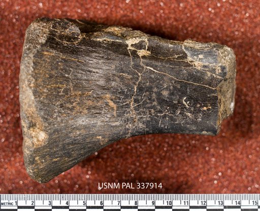 Diplodocus sp
