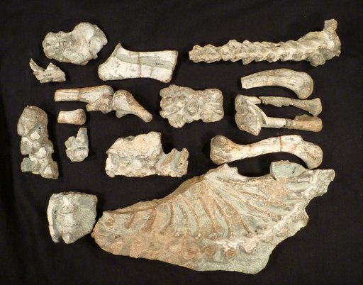 Lycaenops ornatus ?