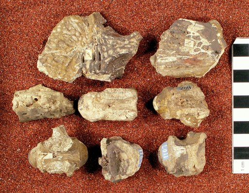 Diplocynodon sphenops (Cope, 1875)