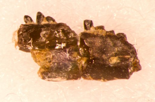 Harpagosaurus excedens Gilmore, 1928