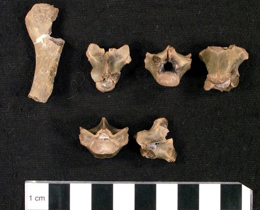 Thinosaurus crassus Marsh, 1872