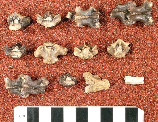 Thinosaurus paucidens Marsh, 1872