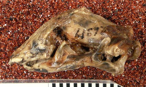 Spathorhynchus fossorium Berman, 1973
