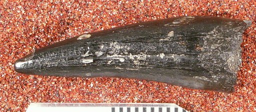 Polydectes biturgidus Cope, 1869