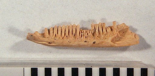 Leiocephalus partitus Pregill, 1981