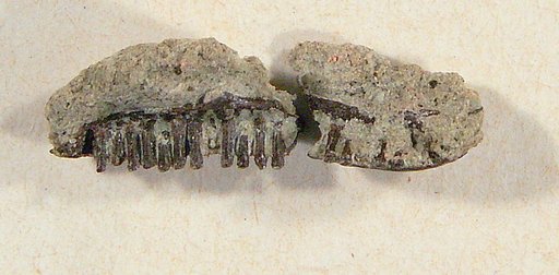 Paraprionosaurus wyomingensis Gilmore, 1938