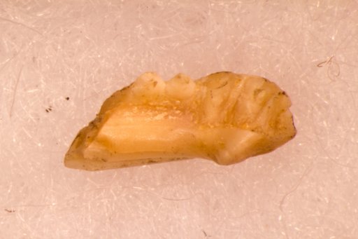 Tinosaurus lepidus Marsh, 1872