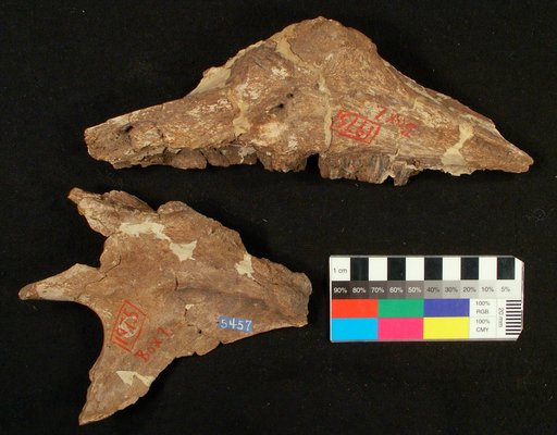 Hadrosaurus paucidens Marsh, 1889