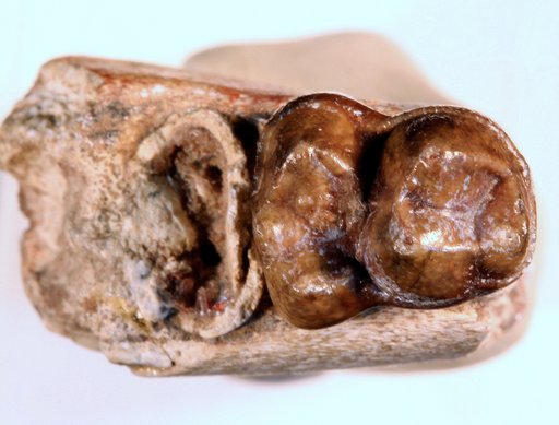 aff. Eoconodon heilpurianus (Cope)