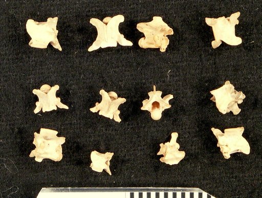 Palaeoelaphe kansensis Gilmore, 1938