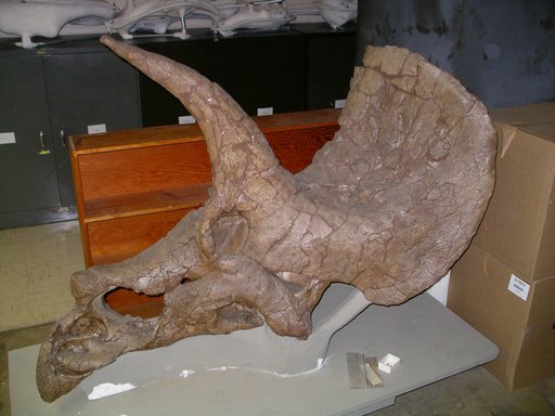 Triceratops elatus Marsh, 1891