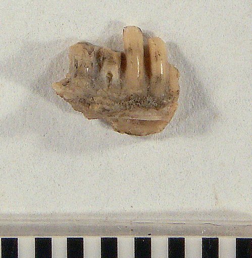 Glyptosaurus sphenodon Marsh, 1872