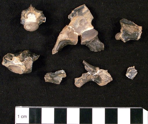 Thinosaurus grandis Marsh, 1872