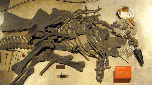 Stegosaurus stenops Marsh, 1887