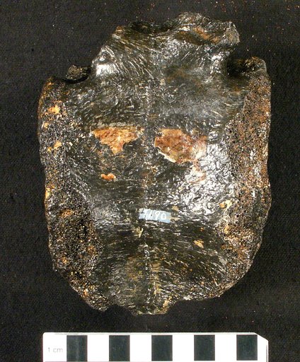 Genus indet. sp indet.