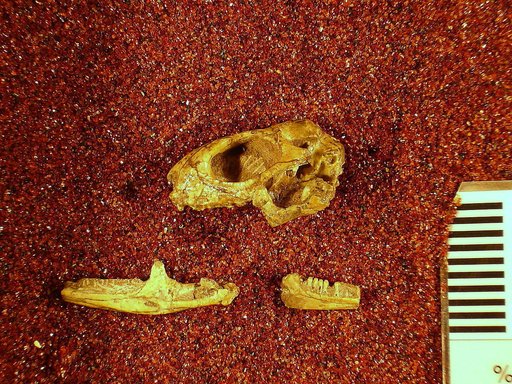 Paradipsosaurus mexicanus Fries et al., 1955