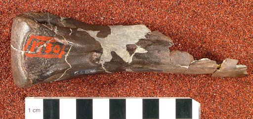Ornithomimus affinis Gilmore, 1920