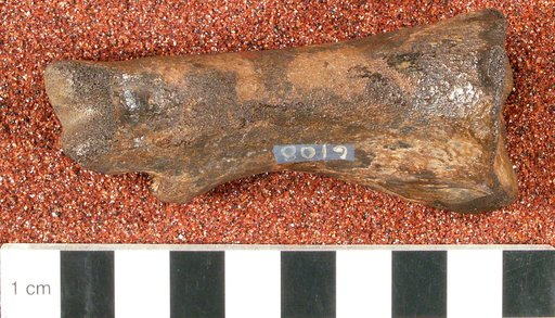 Ornithomimus affinis Gilmore, 1920