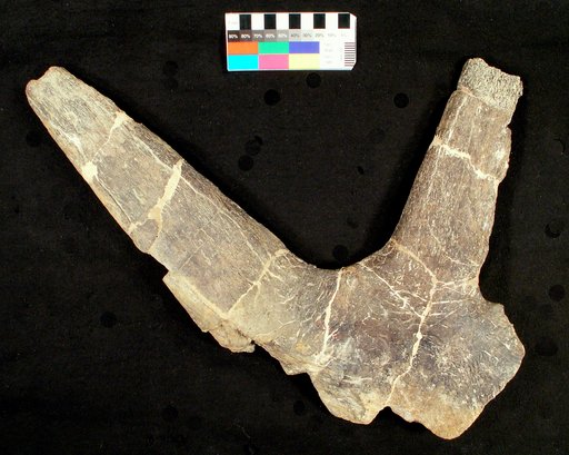 Styracosaurus ovatus Gilmore, 1930