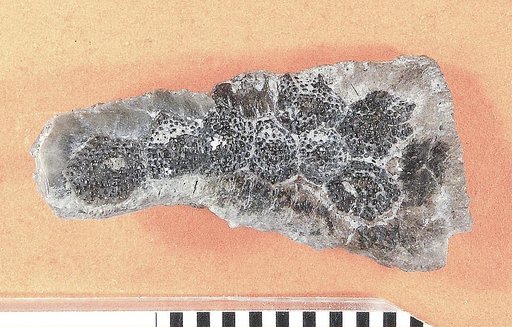 Glyptosaurus sylvestris Marsh, 1871