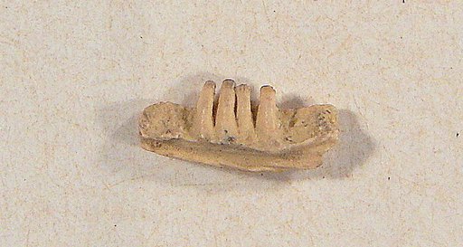 Odaxosaurus obliquus Gilmore, 1928