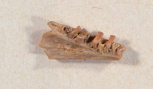 Habrosaurus dilatus Gilmore, 1928