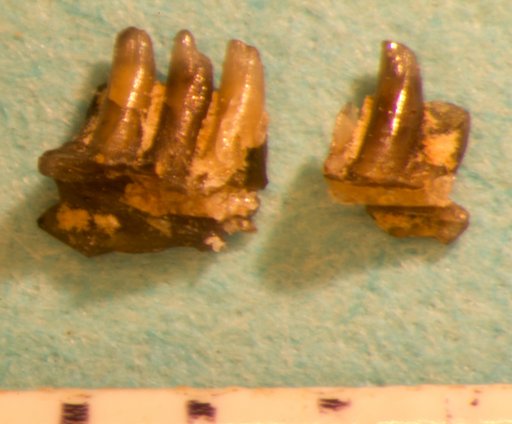 Oreosaurus minutus Marsh, 1872