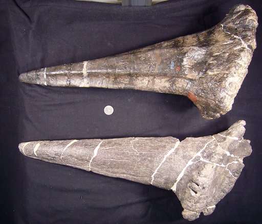 Stegosaurus sulcatus Marsh, 1887