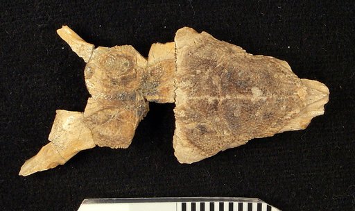 Arpadosaurus gazinorum Meszoely, 1970