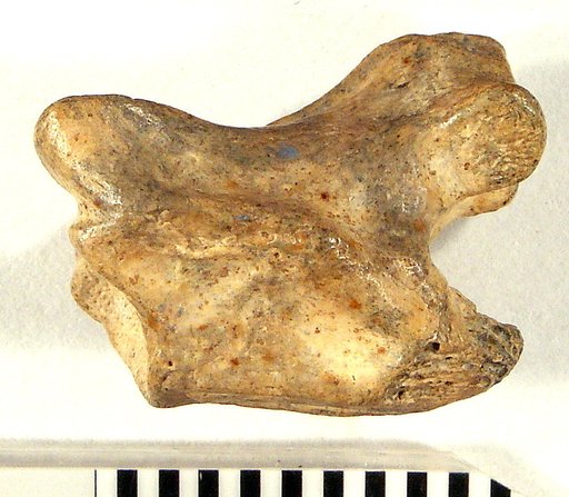 Megasaurus robustus Gilmore, 1928