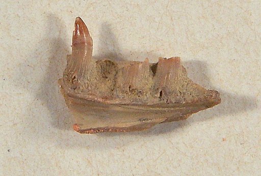 Parasaniwa wyomingensis Gilmore, 1928