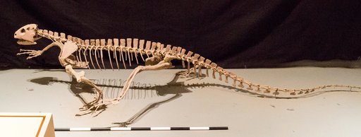 Trilophosaurus buettneri Case, 1928