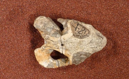 Diictodon feliceps Owen, 1876