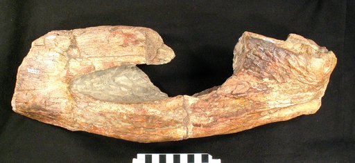 Dinosuchus neivensis Mook, 1941
