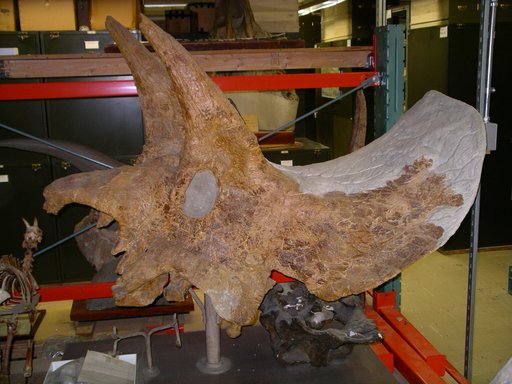 Triceratops obtusus Marsh, 1898