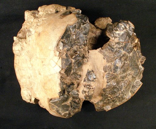 Pachycephalosaurus wyomingensis Gilmore, 1931