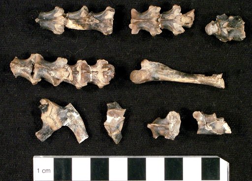 Thinosaurus leptodus Marsh, 1872