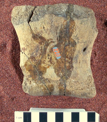 Thespesius occidentalis Leidy, 1856
