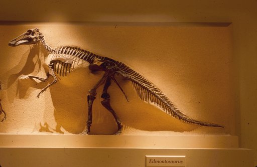 Edmontosaurus annectens (Marsh, 1892)