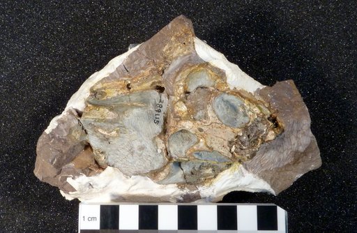 Microgomphodon oligocynus Seeley