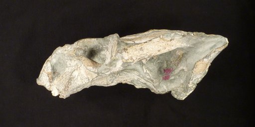 Oudenodon bainii Owen, 1860
