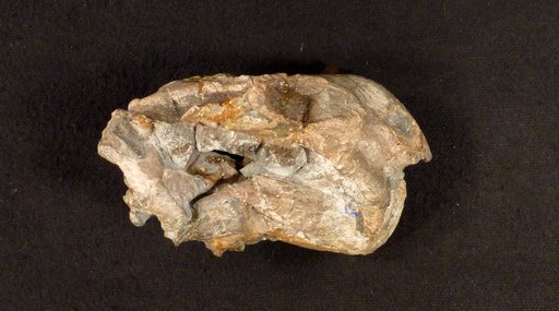 Diictodon feliceps Owen, 1876